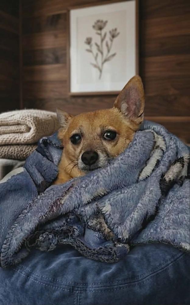 PD, a Adoptable mixed breed in Peoria, IL image 2/6