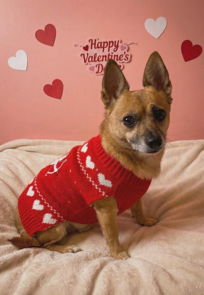 Enlarge PD, a Adoptable mixed breed in Peoria, IL image 2/6