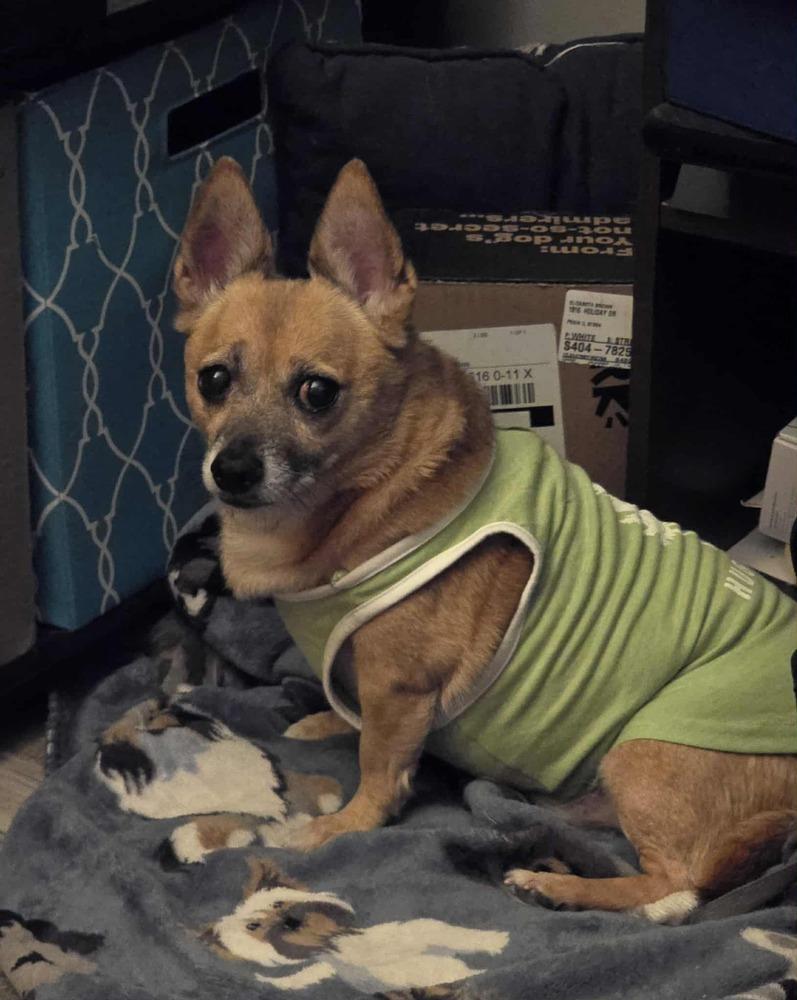 PD, Adoptable, Senior Male Chihuahua.