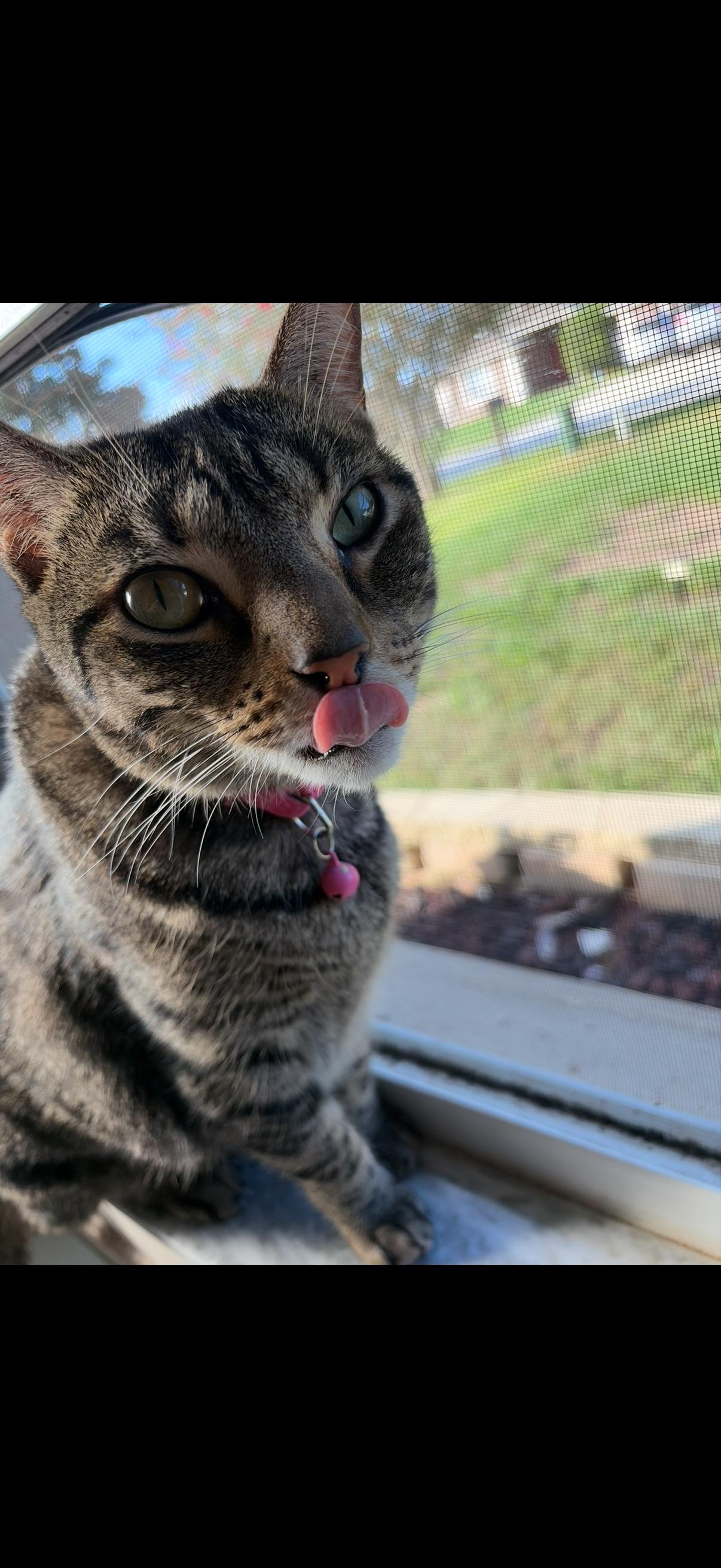 Enlarge Meo, a Adoptable Domestic Short Hair in Tavares, FL image 3/3