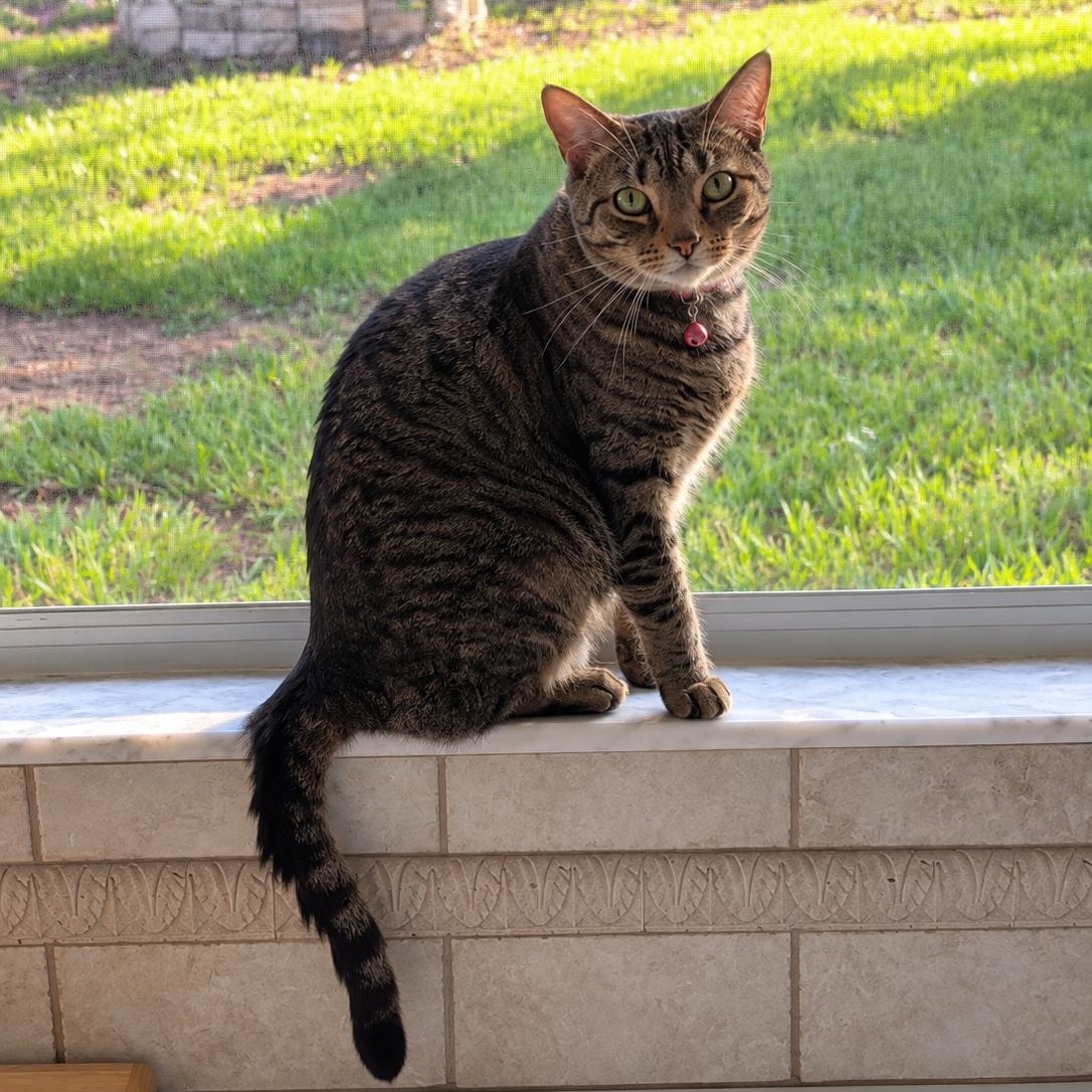 Meo, Adoptable, Young Female Domestic Short Hair.