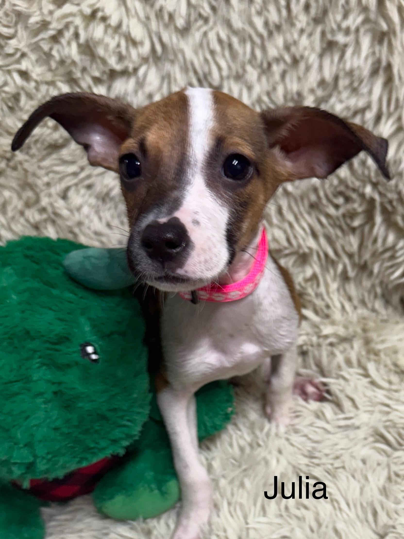 Julia, Adoptable, Puppy Female American Staffordshire Terrier & Jack Russell Terrier.