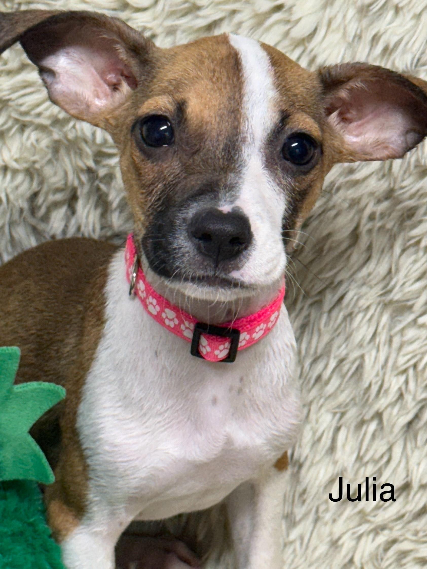 Julia, a Adoptable mixed breed in modesto, CA image 2/4