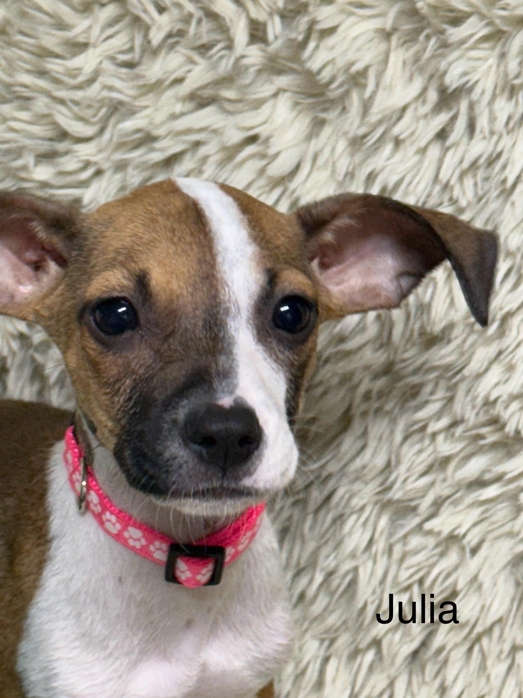 Julia, a Adoptable mixed breed in modesto, CA image 4/4