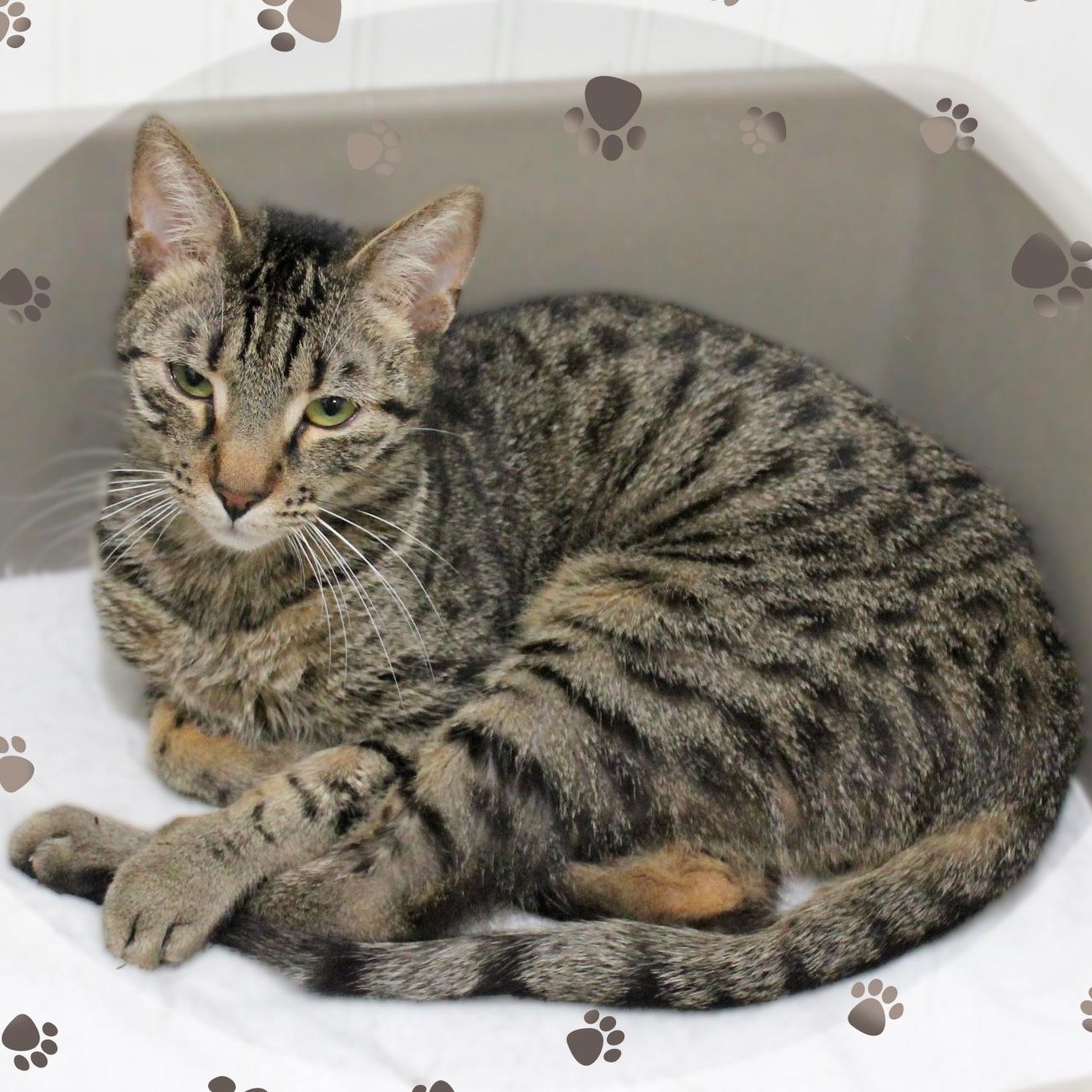 Tigger, ADOPTABLE, Young Male Tabby.