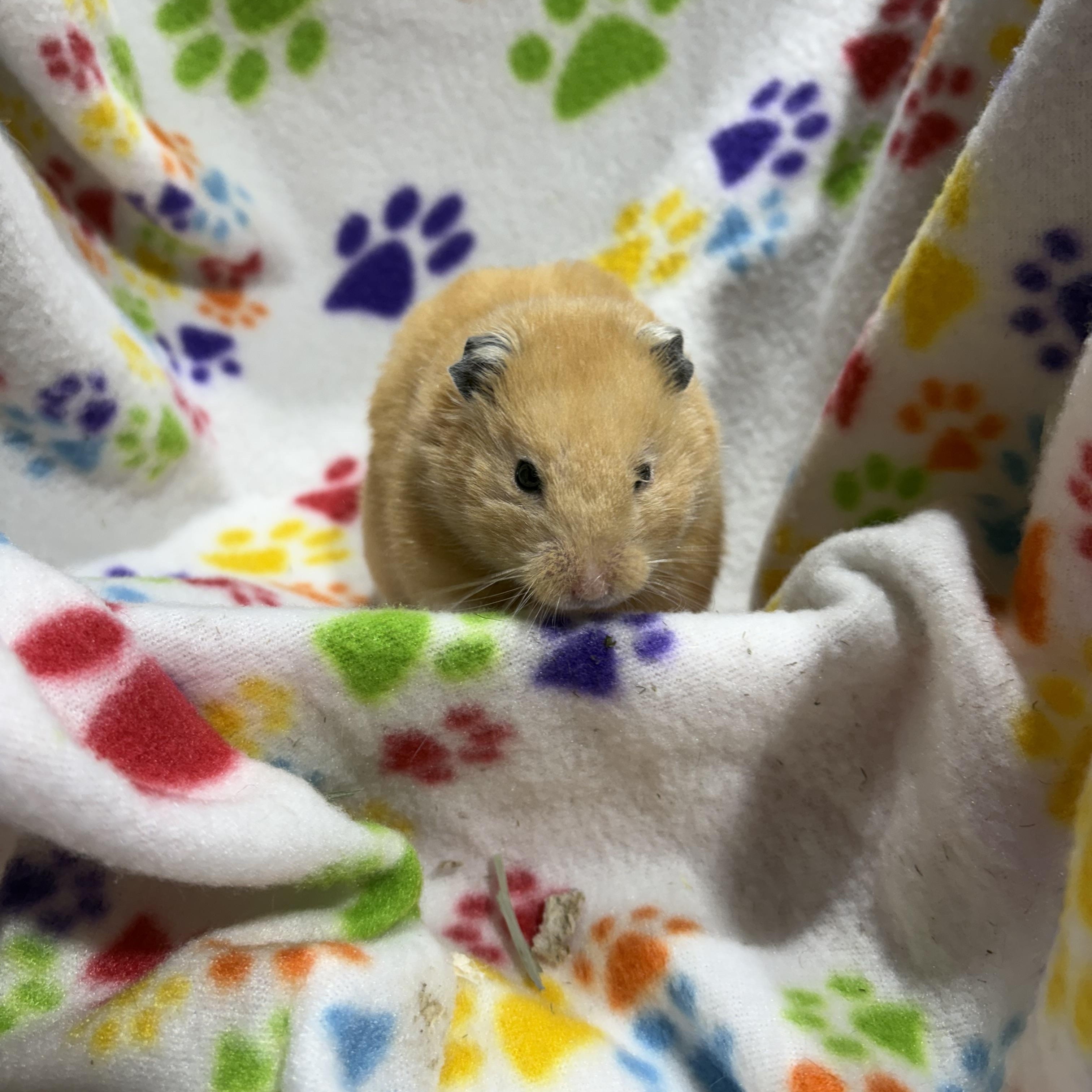 Enlarge Oscar, an adopted Hamster in Howell, NJ image 1/1