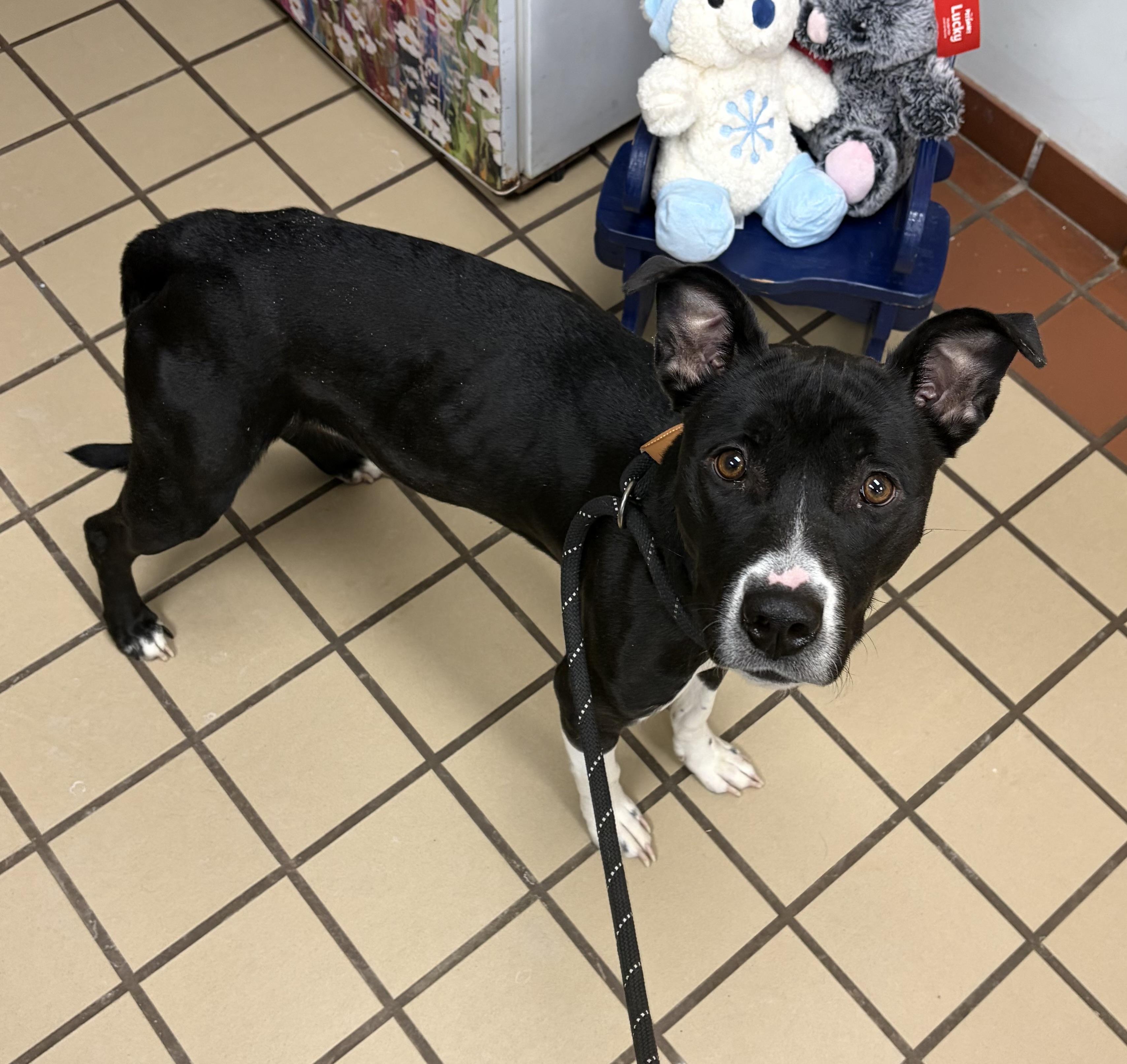 Enlarge Lucy, a ADOPTABLE mixed breed in White Cloud, MI image 2/2