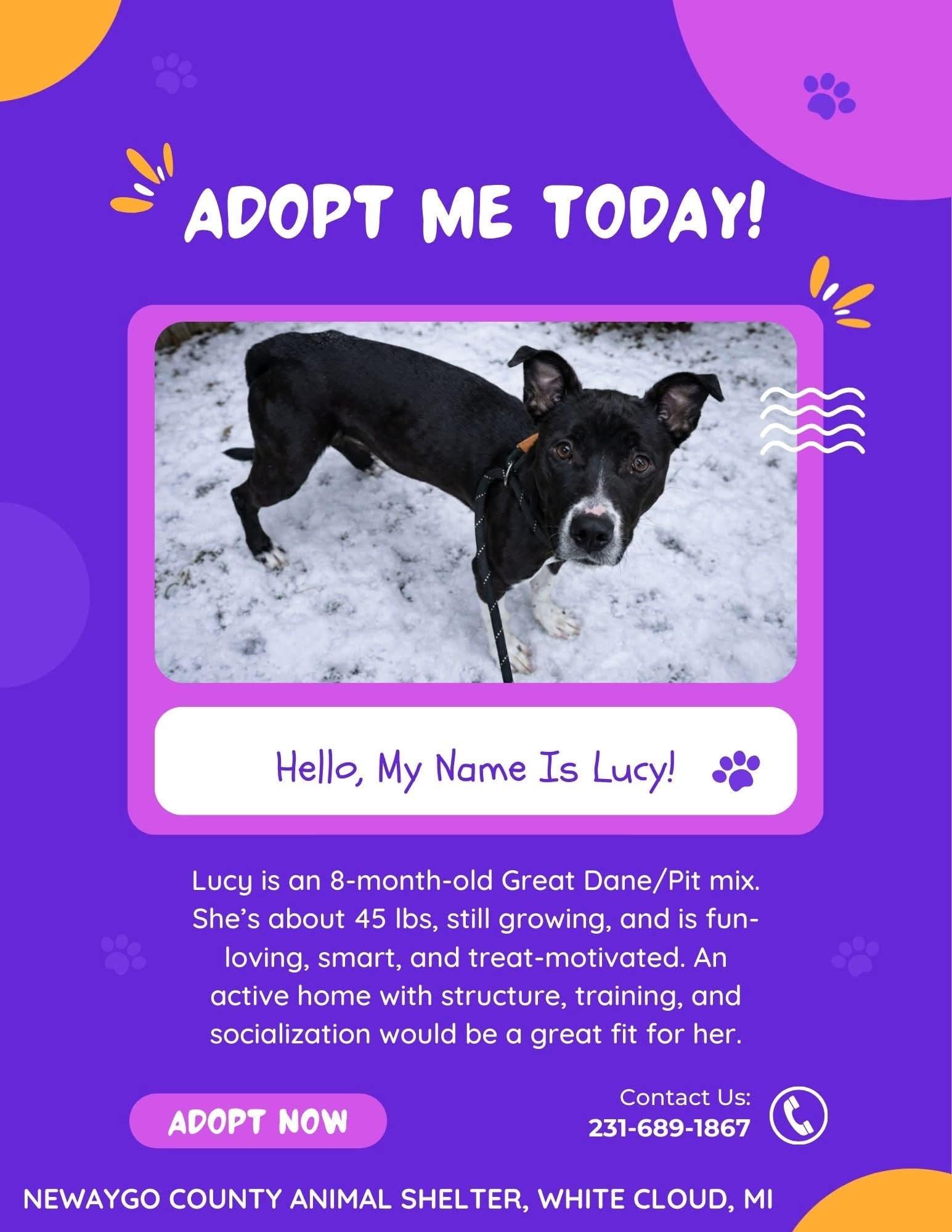 Enlarge Lucy, a ADOPTABLE mixed breed in White Cloud, MI image 1/2