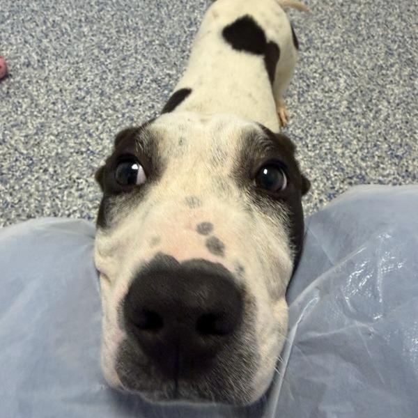 Miltoncito, Adoptable, Young Male Boxer & Coonhound.