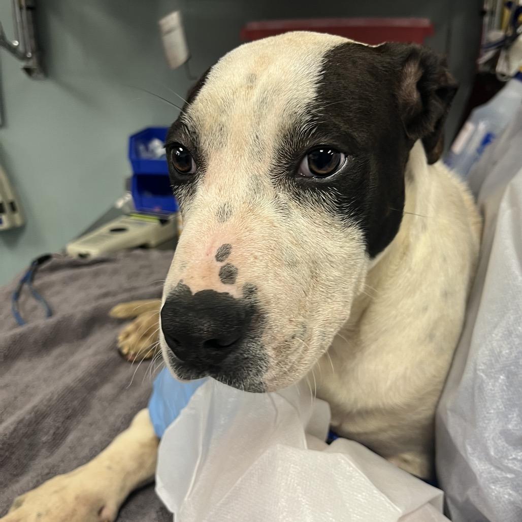 Enlarge Miltoncito, a Adoptable mixed breed in Greenville, SC image 2/6