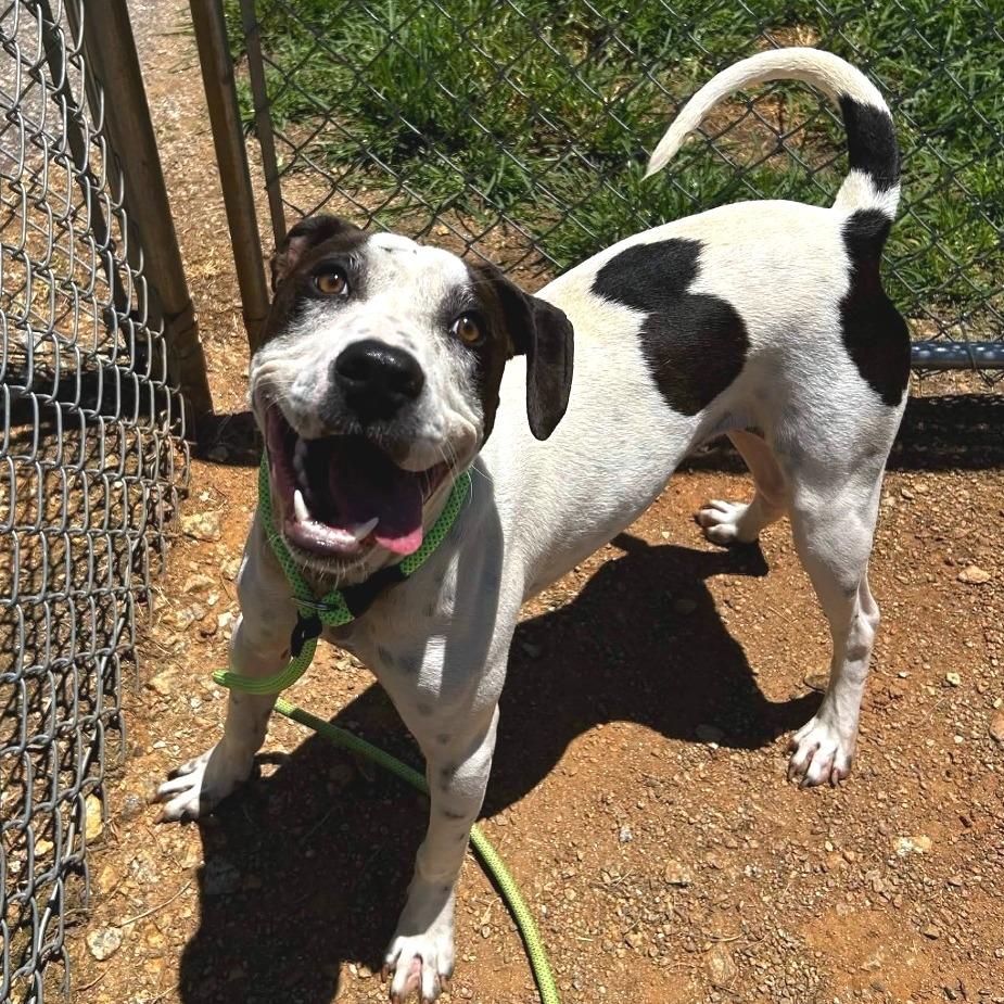 Enlarge Miltoncito, a Adoptable mixed breed in Greenville, SC image 4/6
