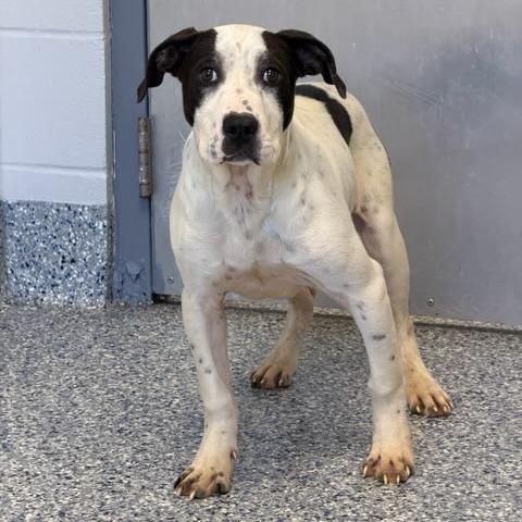 Enlarge Miltoncito, a Adoptable mixed breed in Greenville, SC image 5/6