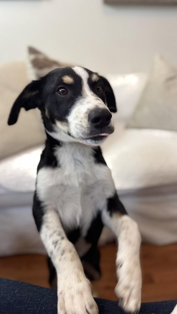 Allen, Adoptable, Puppy Male Great Pyrenees.