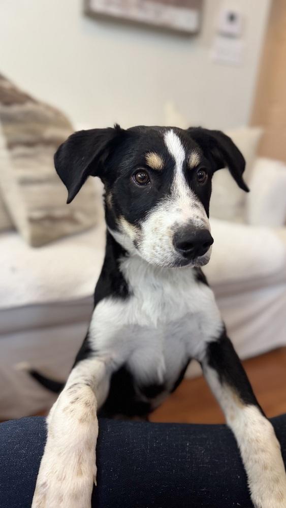 Enlarge Allen, a Adoptable mixed breed in Irwin, PA image 2/6