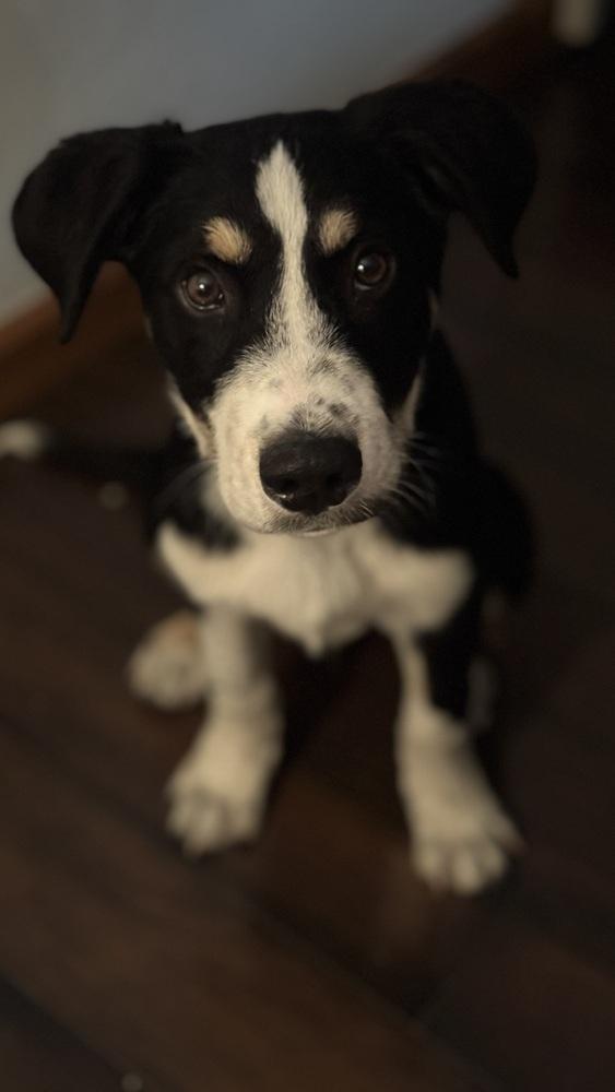 Enlarge Allen, a Adoptable mixed breed in Irwin, PA image 3/6