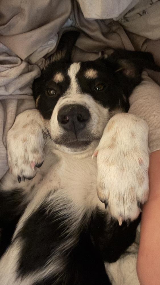 Enlarge Allen, a Adoptable mixed breed in Irwin, PA image 4/6