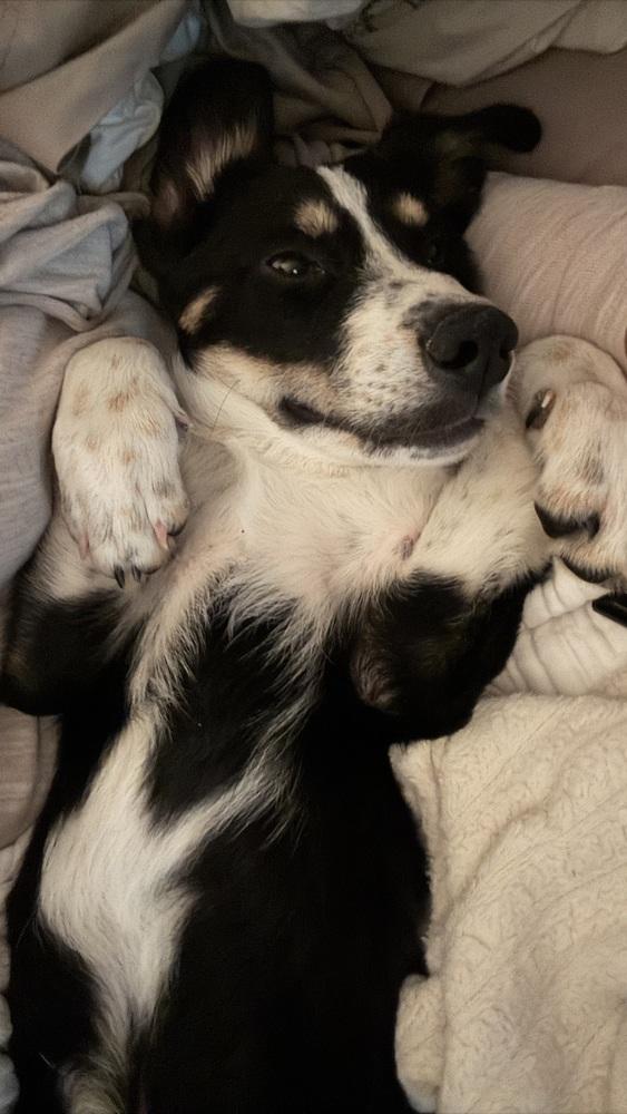 Enlarge Allen, a Adoptable mixed breed in Irwin, PA image 5/6