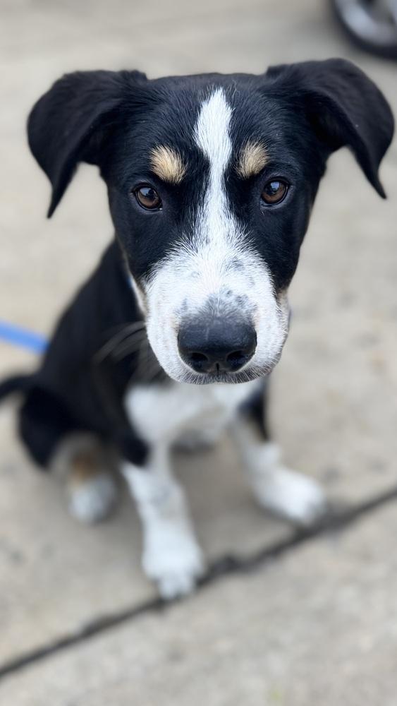 Enlarge Allen, a Adoptable mixed breed in Irwin, PA image 6/6
