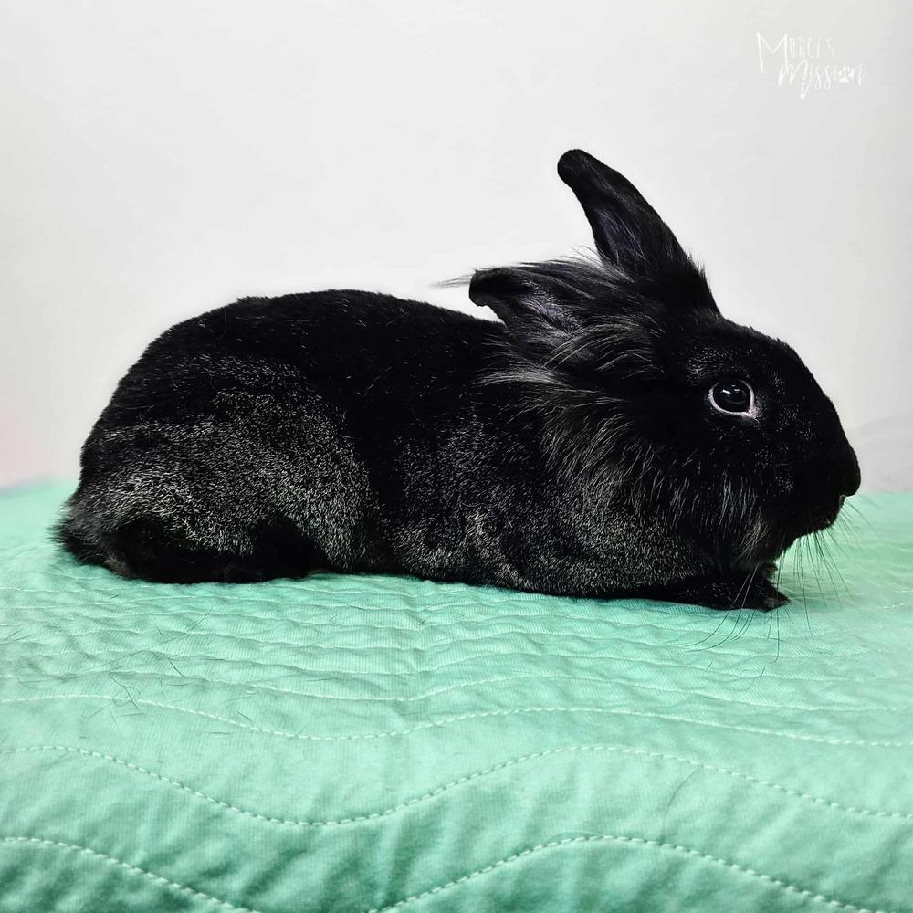 Saffron, Adoptable, Adult Male Lionhead.