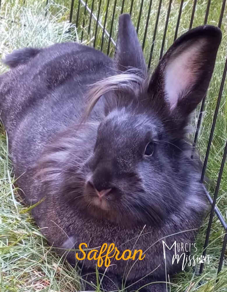 Enlarge Saffron, a Adoptable mixed breed in Spokane , WA image 3/3