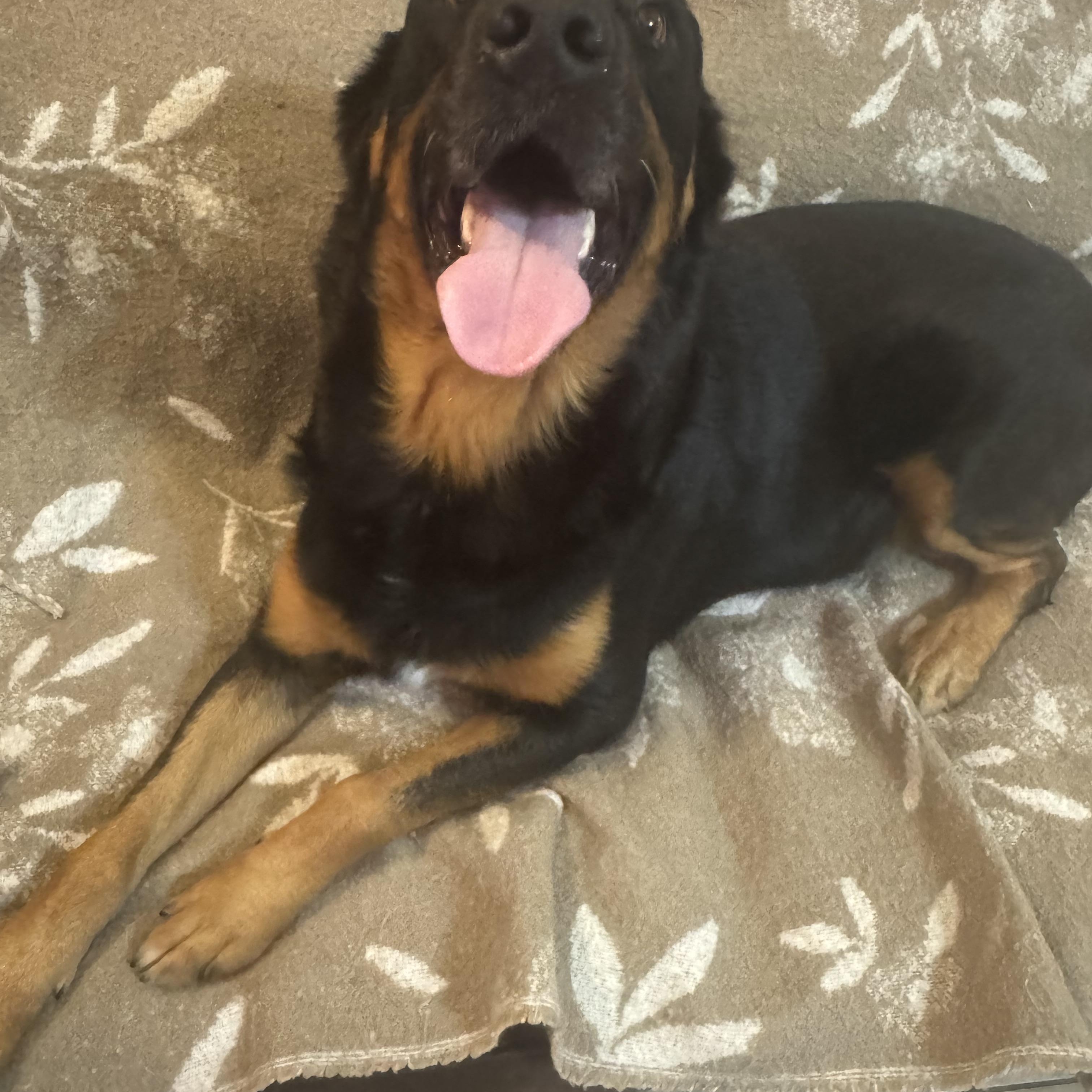 Marley , an adopted mixed breed in Hunting Valley, OH image 3/5