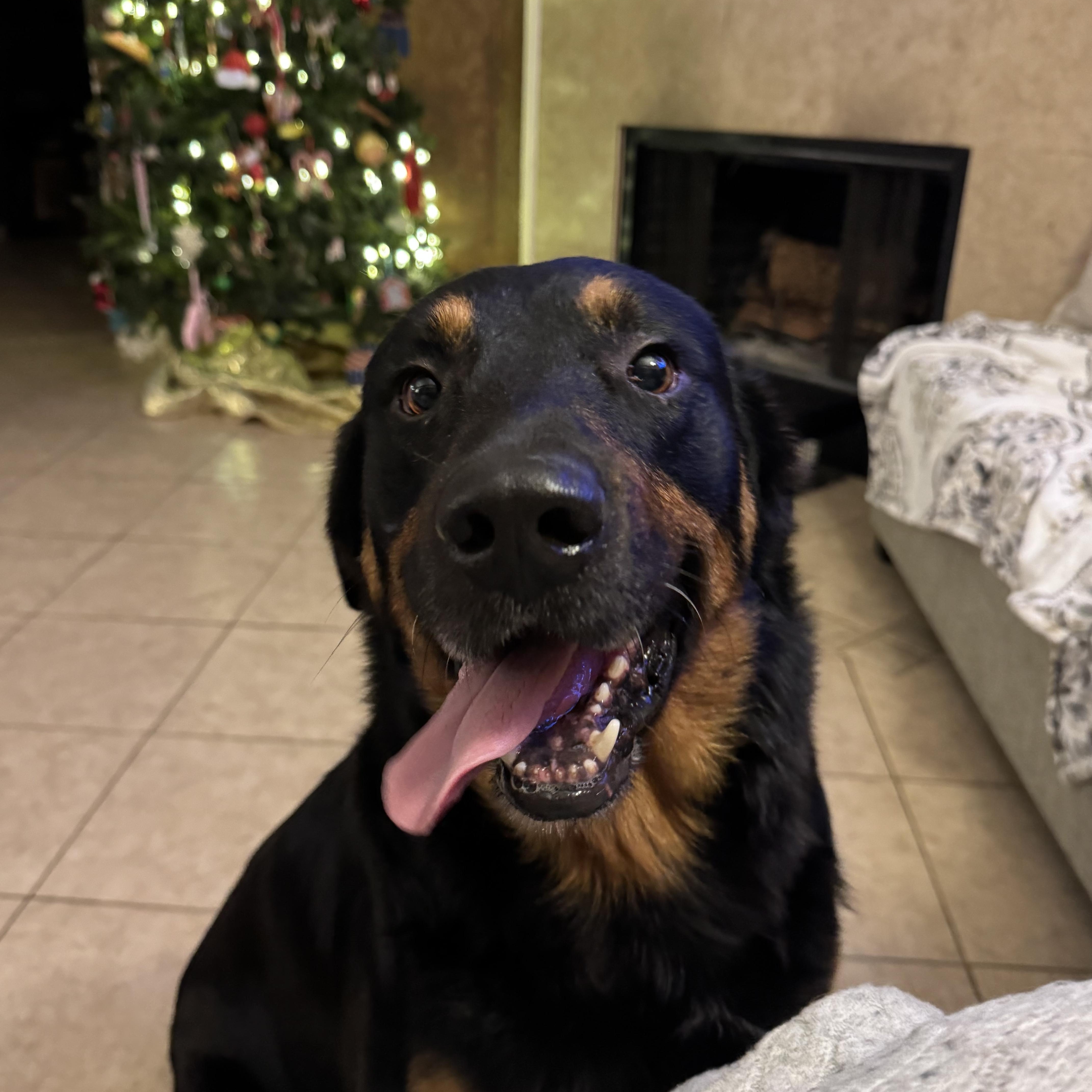 Marley , an adopted mixed breed in Hunting Valley, OH image 1/5