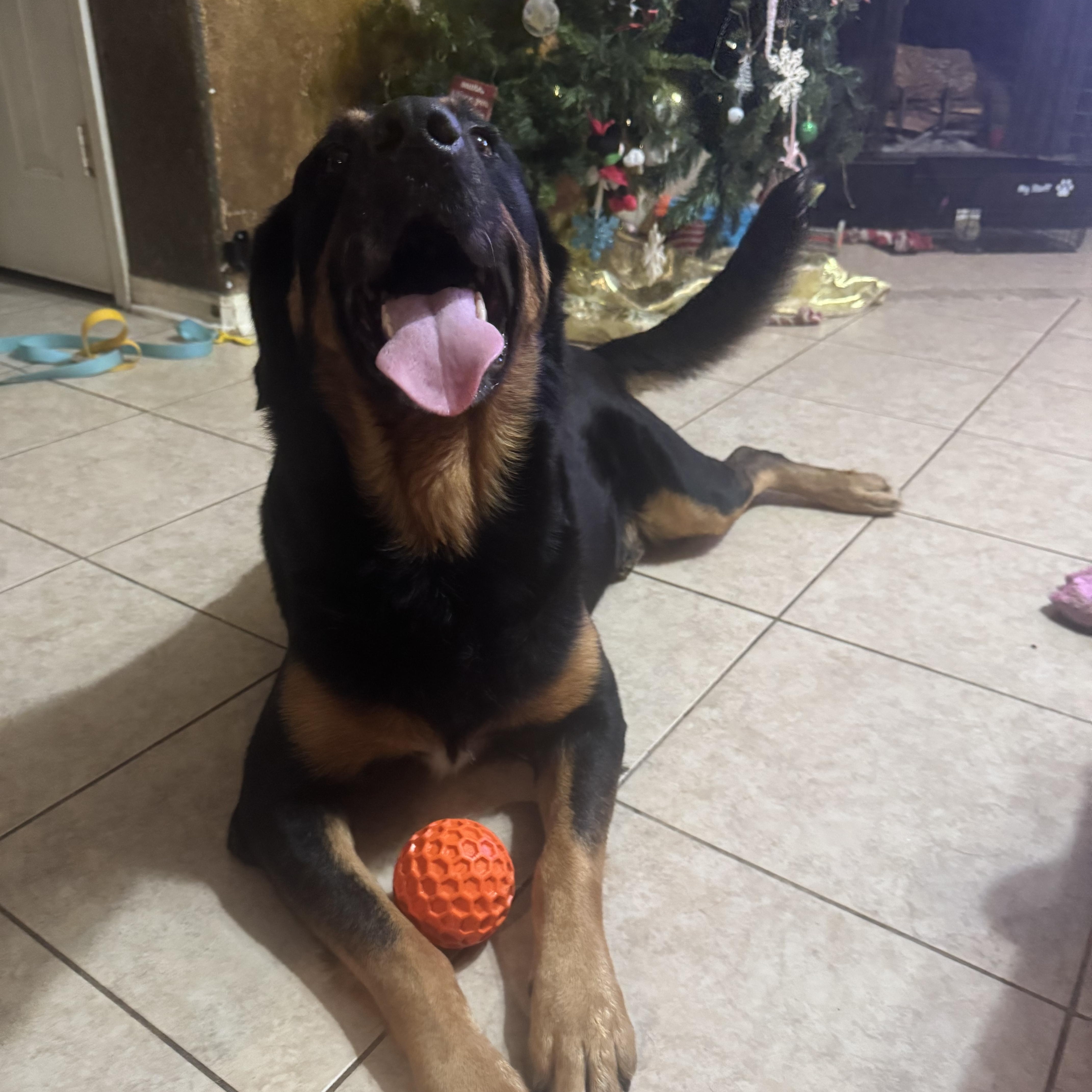 Marley , an adopted mixed breed in Hunting Valley, OH image 4/5