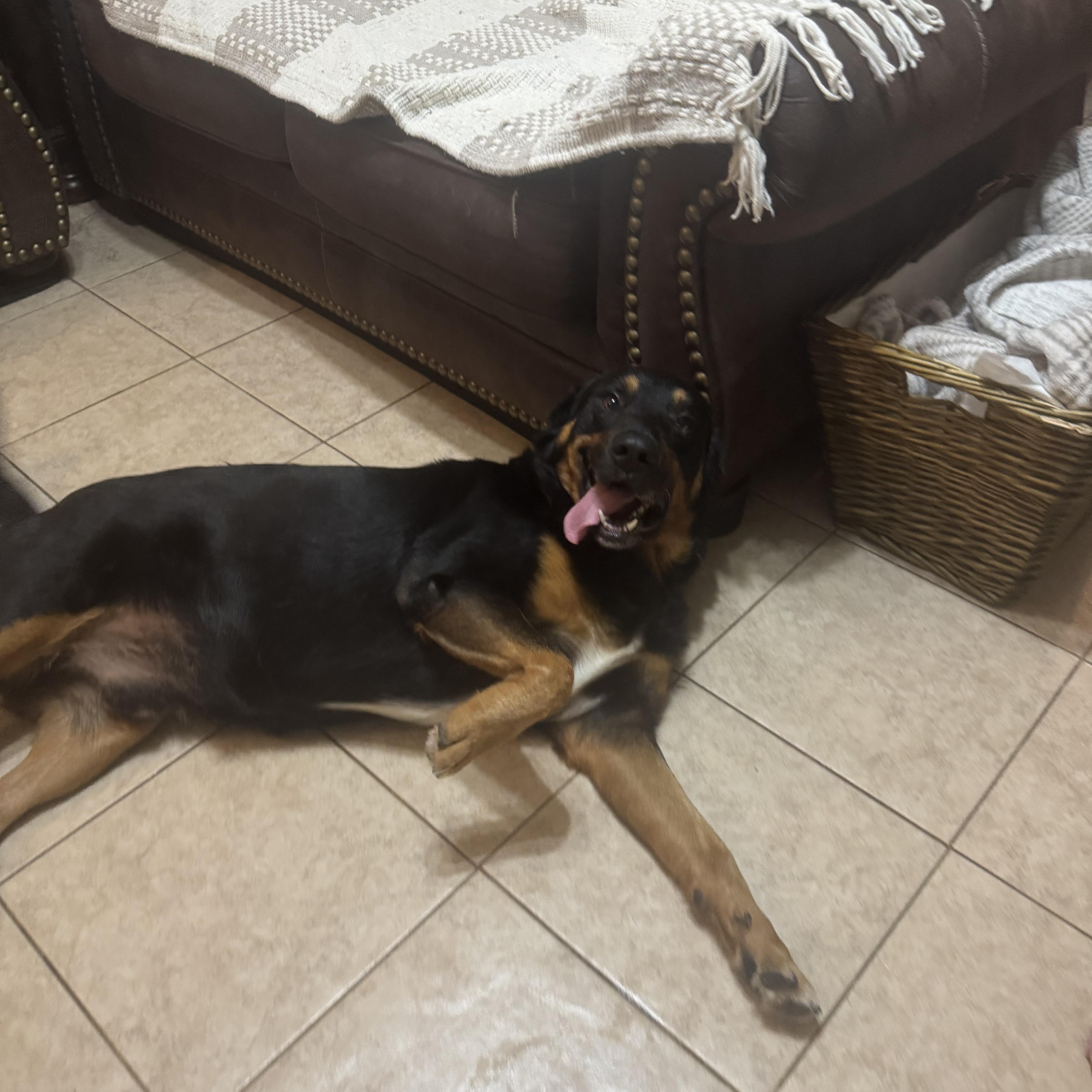 Marley , an adopted mixed breed in Hunting Valley, OH image 5/5