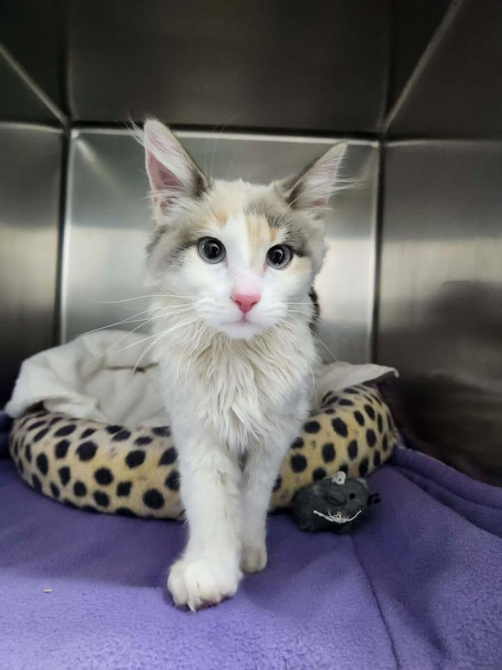 Aviana, ADOPTABLE, Young Female Domestic Long Hair.