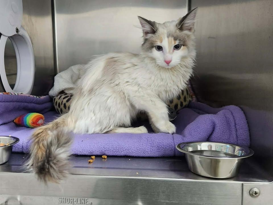 Enlarge Aviana, a ADOPTABLE Domestic Long Hair in Homer, AK image 2/2