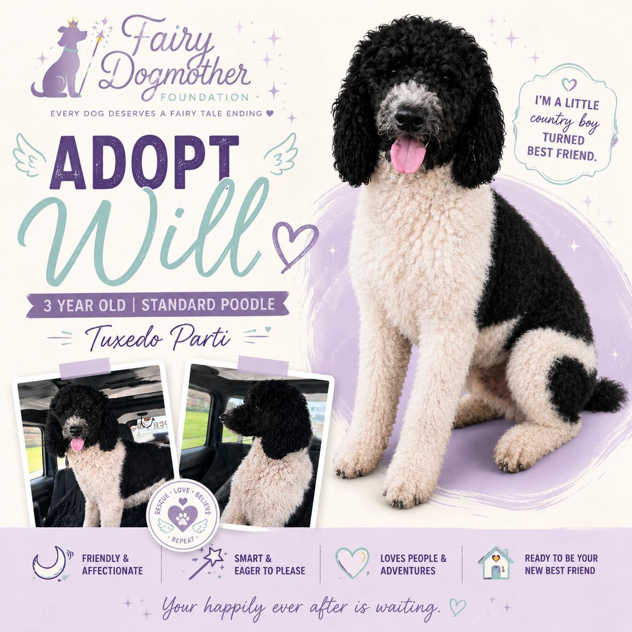Enlarge Will, a ADOPTABLE Standard Poodle in Yukon, OK image 1/1