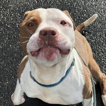 Stallone, an adoptable Pit Bull Terrier in Syracuse, NY, 13211 | Photo Image 3