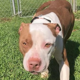 Stallone, an adoptable Pit Bull Terrier in Syracuse, NY, 13211 | Photo Image 4