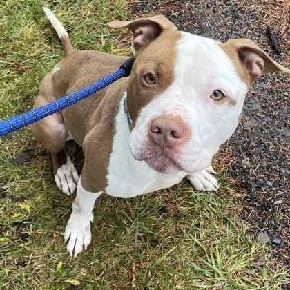 Stallone, an adoptable Pit Bull Terrier in Syracuse, NY, 13211 | Photo Image 2
