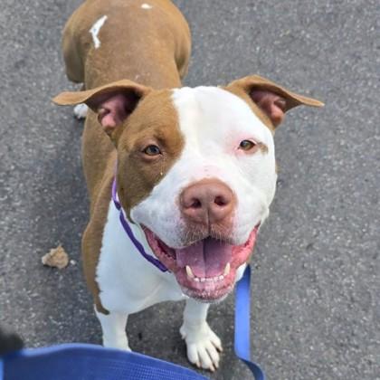 Stallone, an adoptable Pit Bull Terrier in Syracuse, NY, 13211 | Photo Image 1