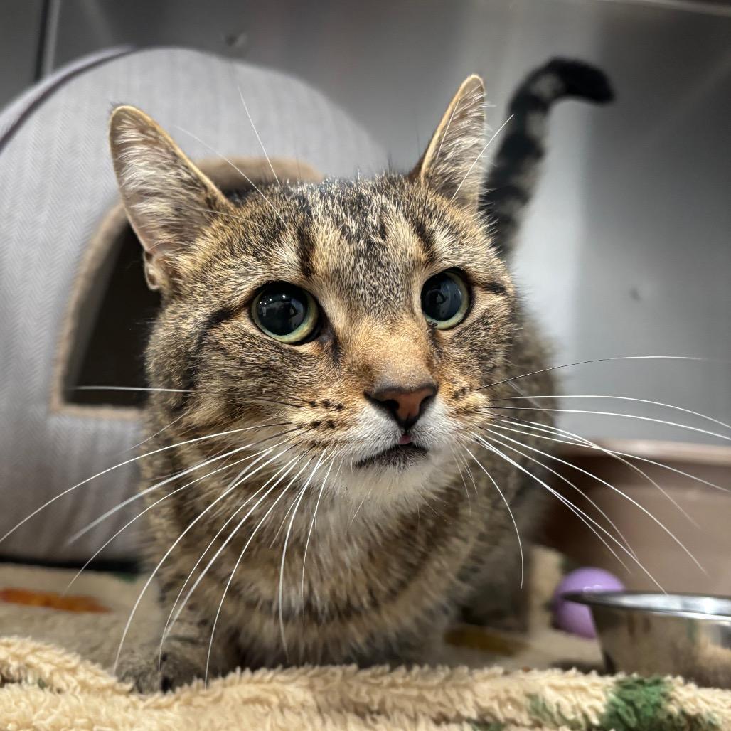 Enlarge Sarah, a Adoptable Domestic Short Hair in Fairmont, WV image 1/1