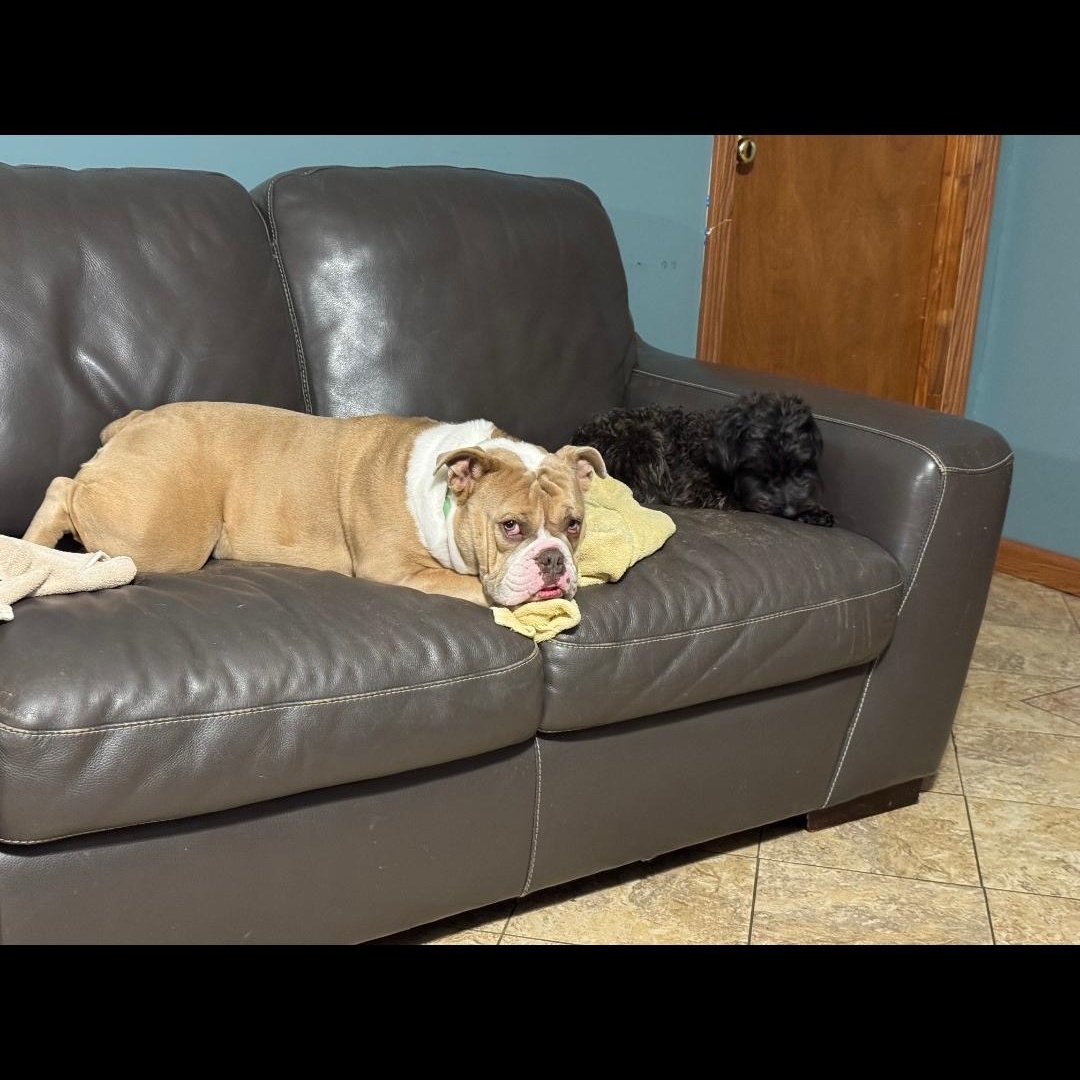 Farah Fay, a Adopted American Bulldog in Delphi, IN image 3/5