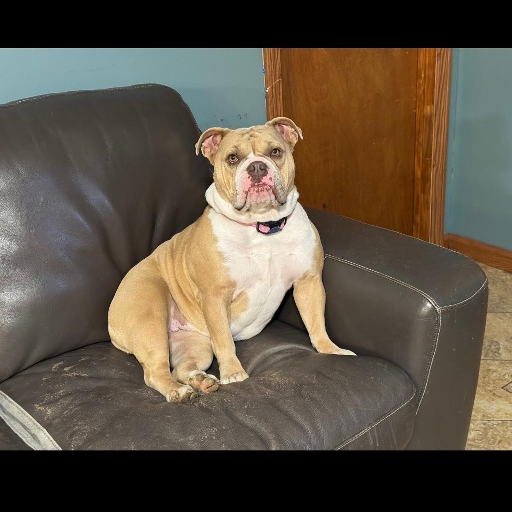 Farah Fay, a Adopted American Bulldog in Delphi, IN image 4/5