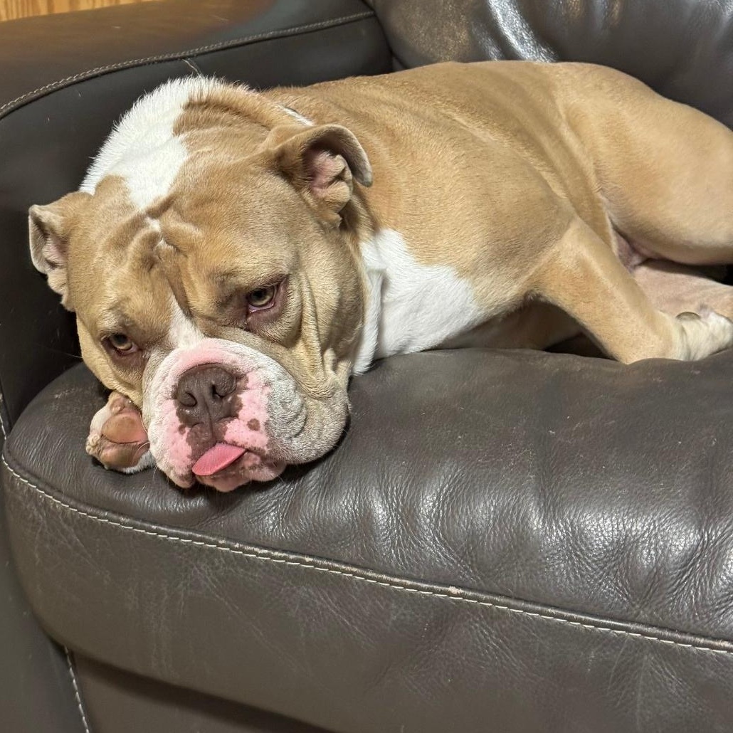 Farah Fay, a Adopted American Bulldog in Delphi, IN image 5/5