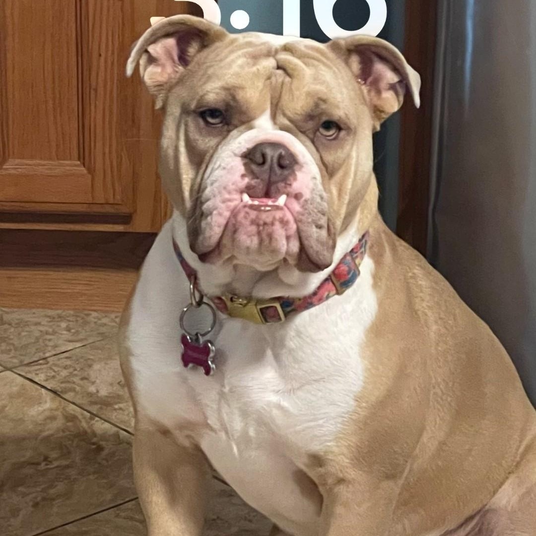 Farah Fay, a Adopted American Bulldog in Delphi, IN image 1/5