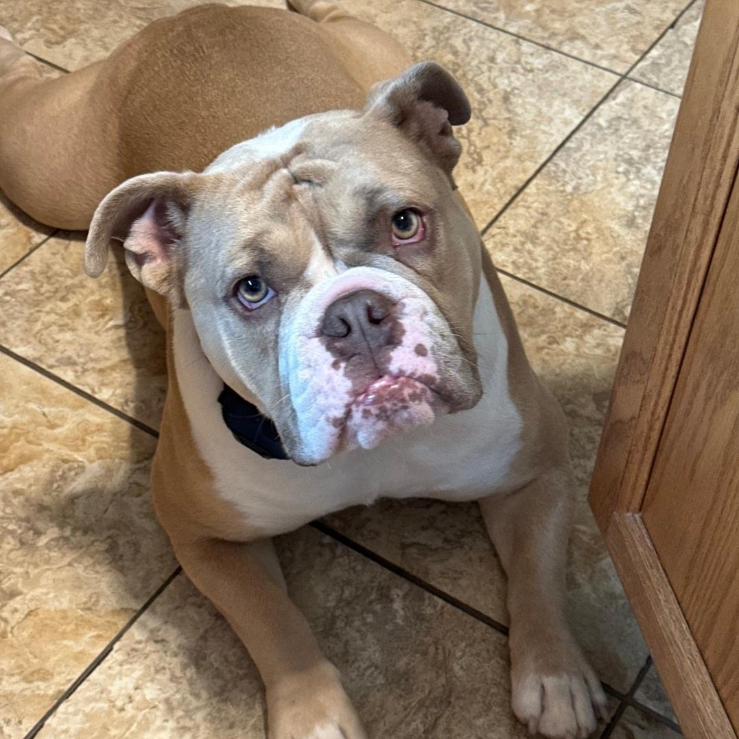 Farah Fay, a Adopted American Bulldog in Delphi, IN image 2/5