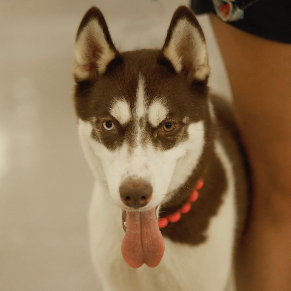 Marie, Young Female Husky