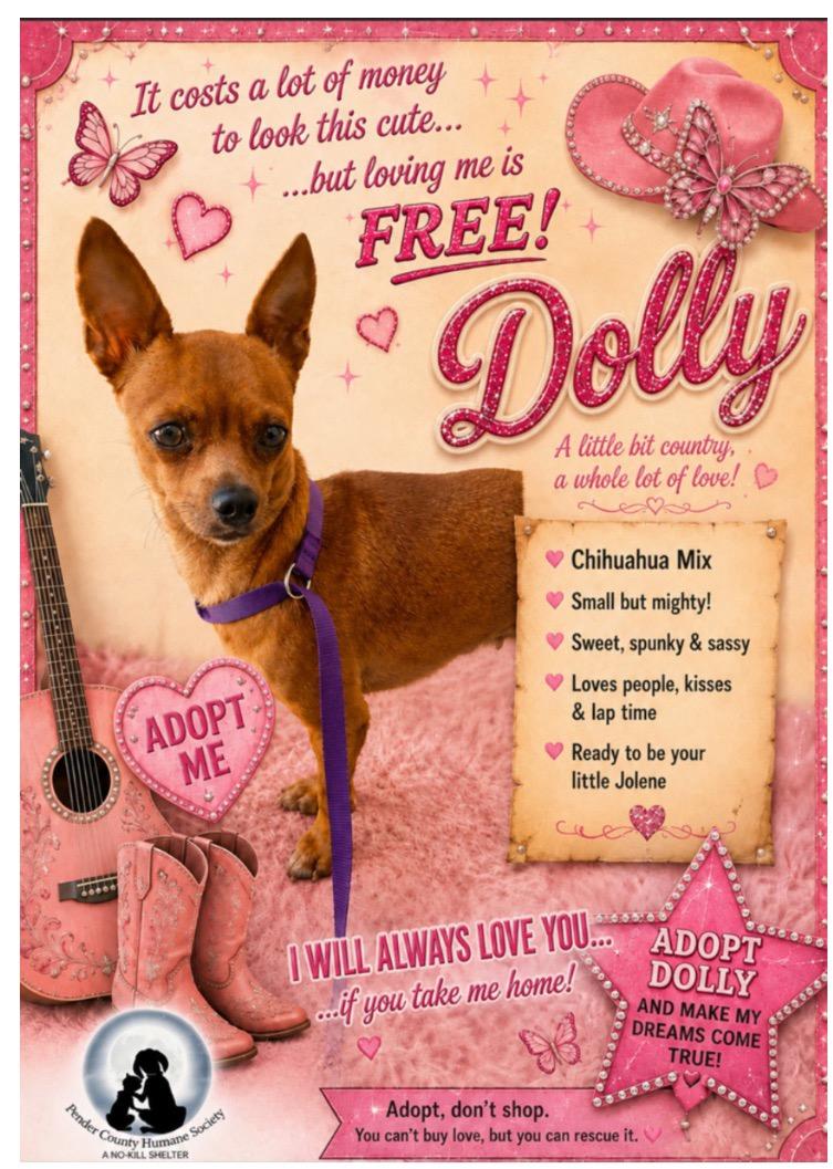 Enlarge Dolly, a Adopted mixed breed in Burgaw, NC image 1/1