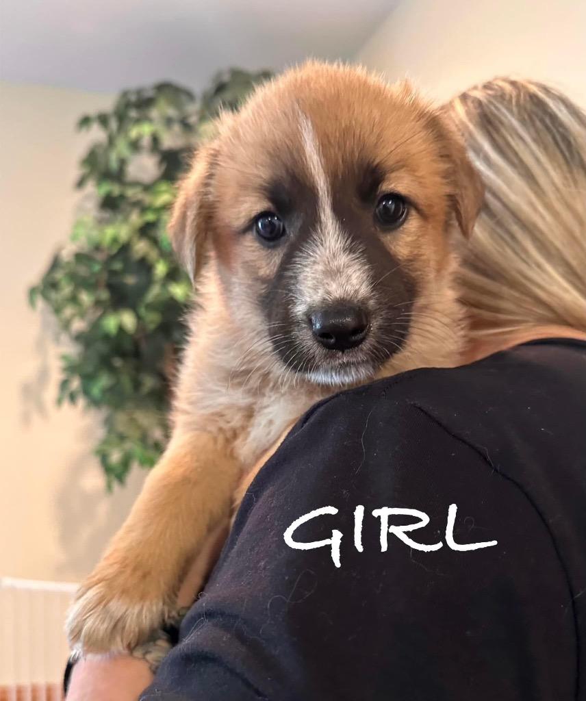 Marley, Adoptable, Young Female Maremma Sheepdog & Shepherd.