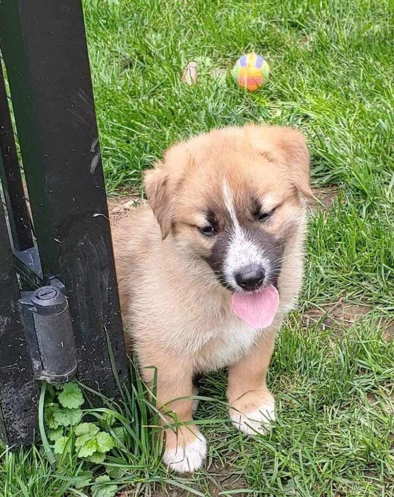 Enlarge Marley, a Adoptable mixed breed in Richfield, WI image 2/6