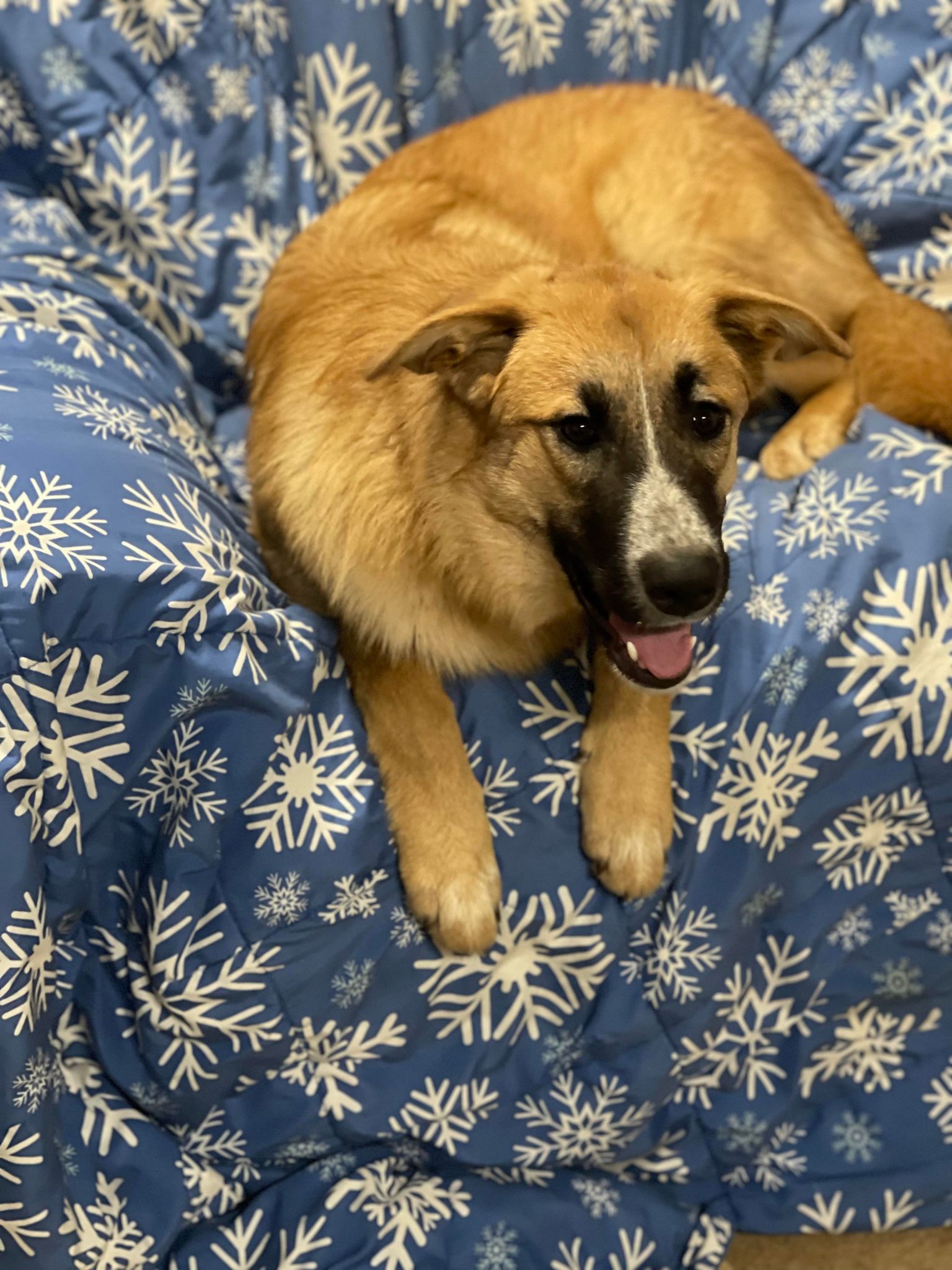 Enlarge Marley, a Adoptable mixed breed in Richfield, WI image 1/11