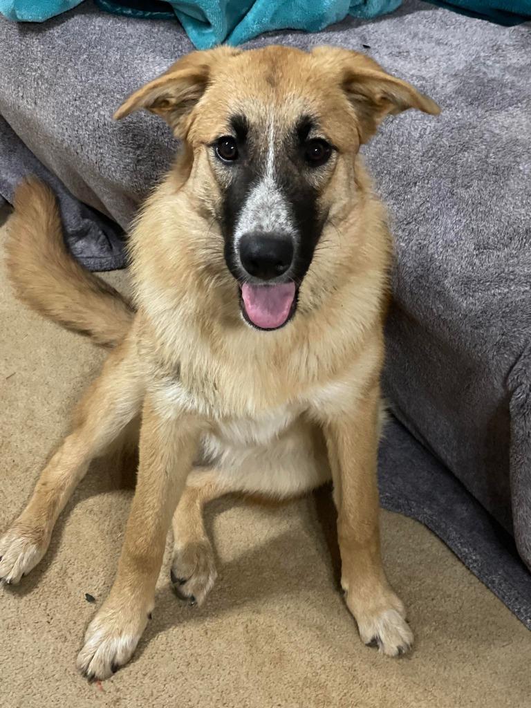 Enlarge Marley, a Adoptable mixed breed in Richfield, WI image 5/6