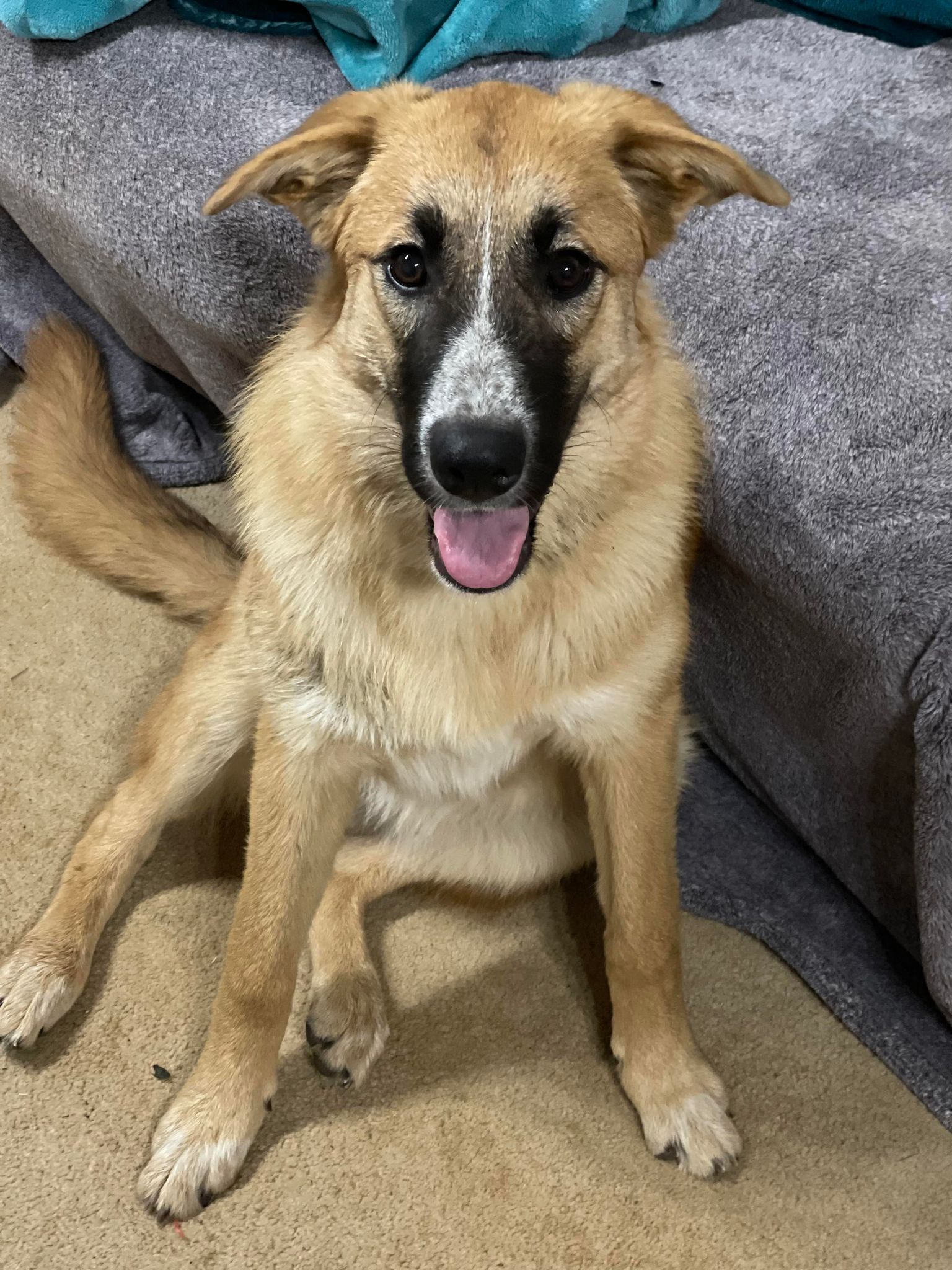 Enlarge Marley, a Adoptable mixed breed in Richfield, WI image 2/11