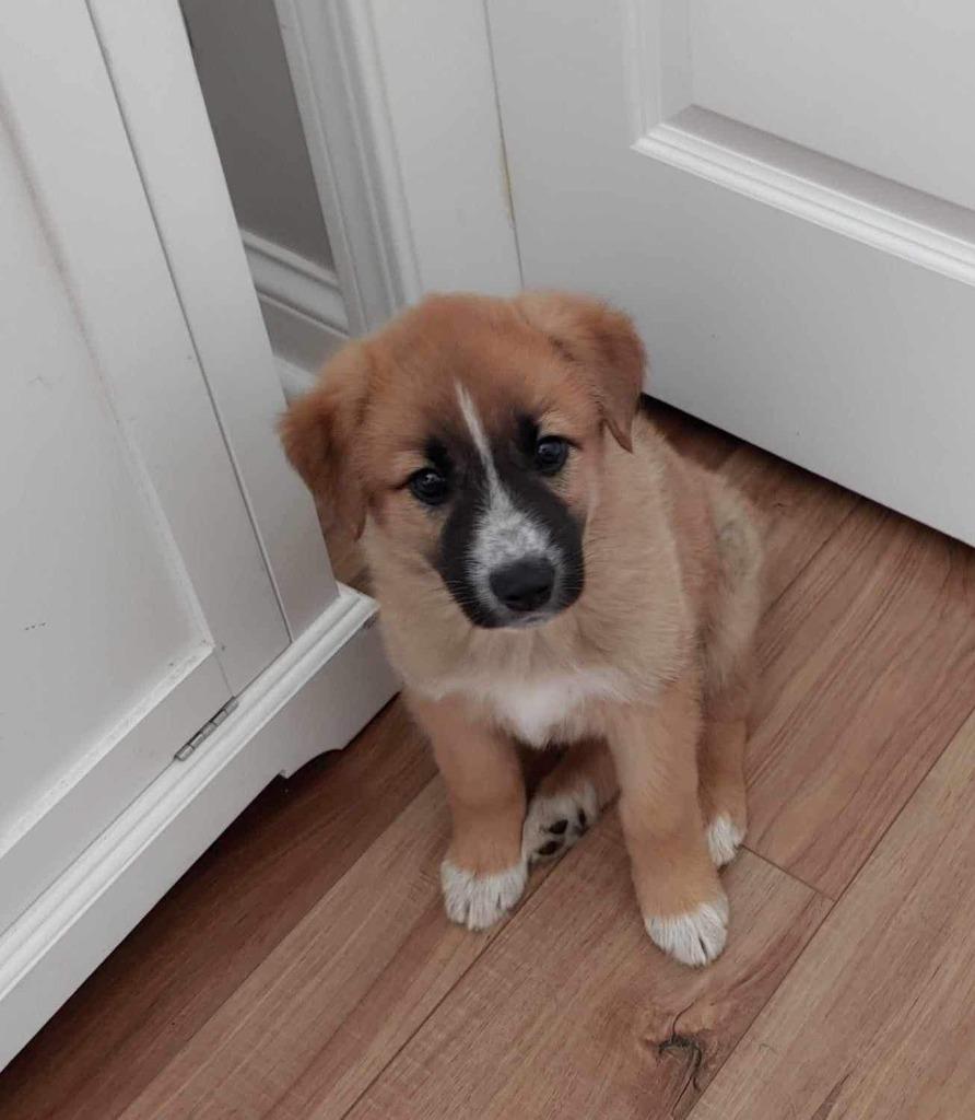 Enlarge Marley, a Adoptable mixed breed in Richfield, WI image 5/6