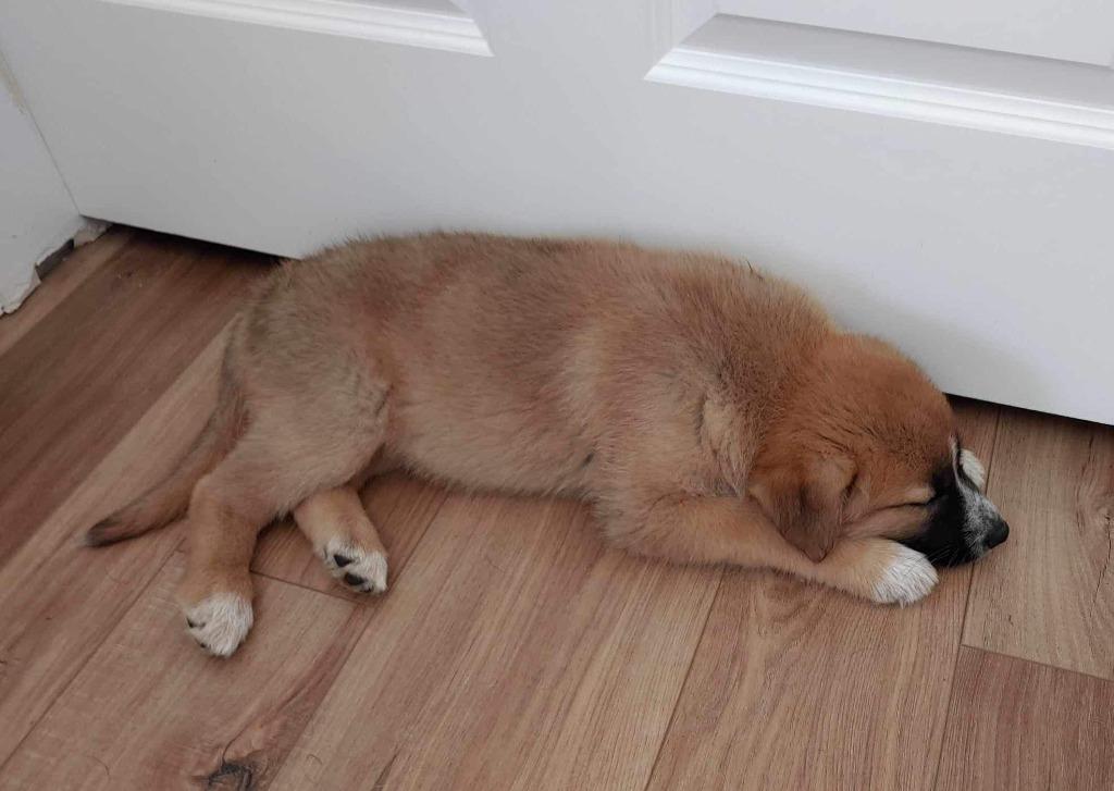 Enlarge Marley, a Adoptable mixed breed in Richfield, WI image 6/6